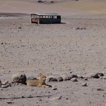 Fox and bus on the border Chile / Boliva